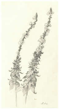 Visualizza l'immagine "FD D 2732"